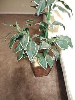 Painting, rug, and plants