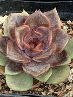 Echeveria Purple Stone (2inch pot)