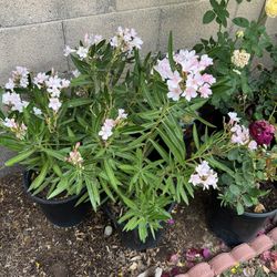 5 Gal Petite Pink Oleanders 