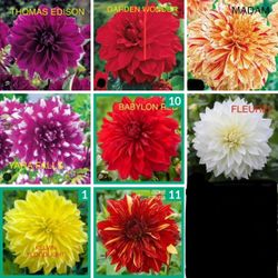 Giant Flowers Dinner Plate Dahlia