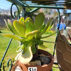 Big leaf succulent