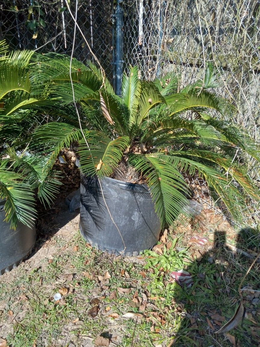 Sago Palms