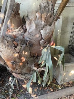 Staghorn plant in Terra cotta pot