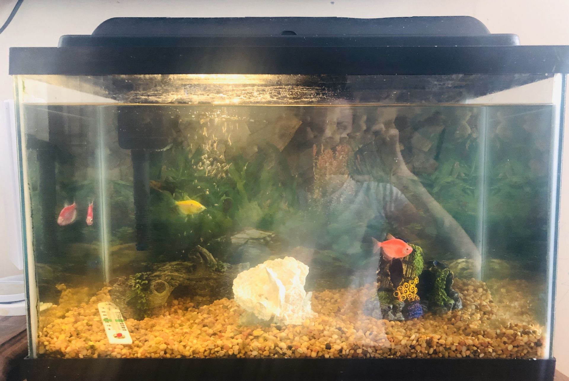 Fish tank 10 gallons with 4 fishes & accessories