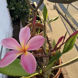 Plumeria Pink 