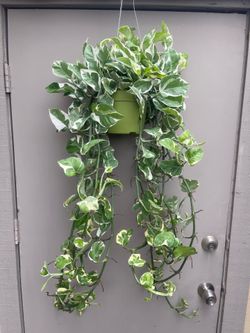 Pothos N Joy Trailing House Plant 6” Hanging Pot