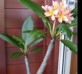 Plumeria Plants