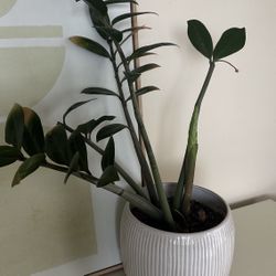 ZZ plant in Ceramic Pot from Anthropologie