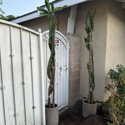 Dragon Fruit Plant