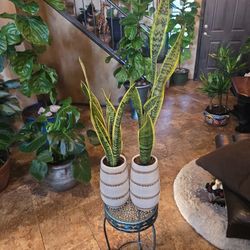 Matching Pots With Sansevieria Snake Plants 