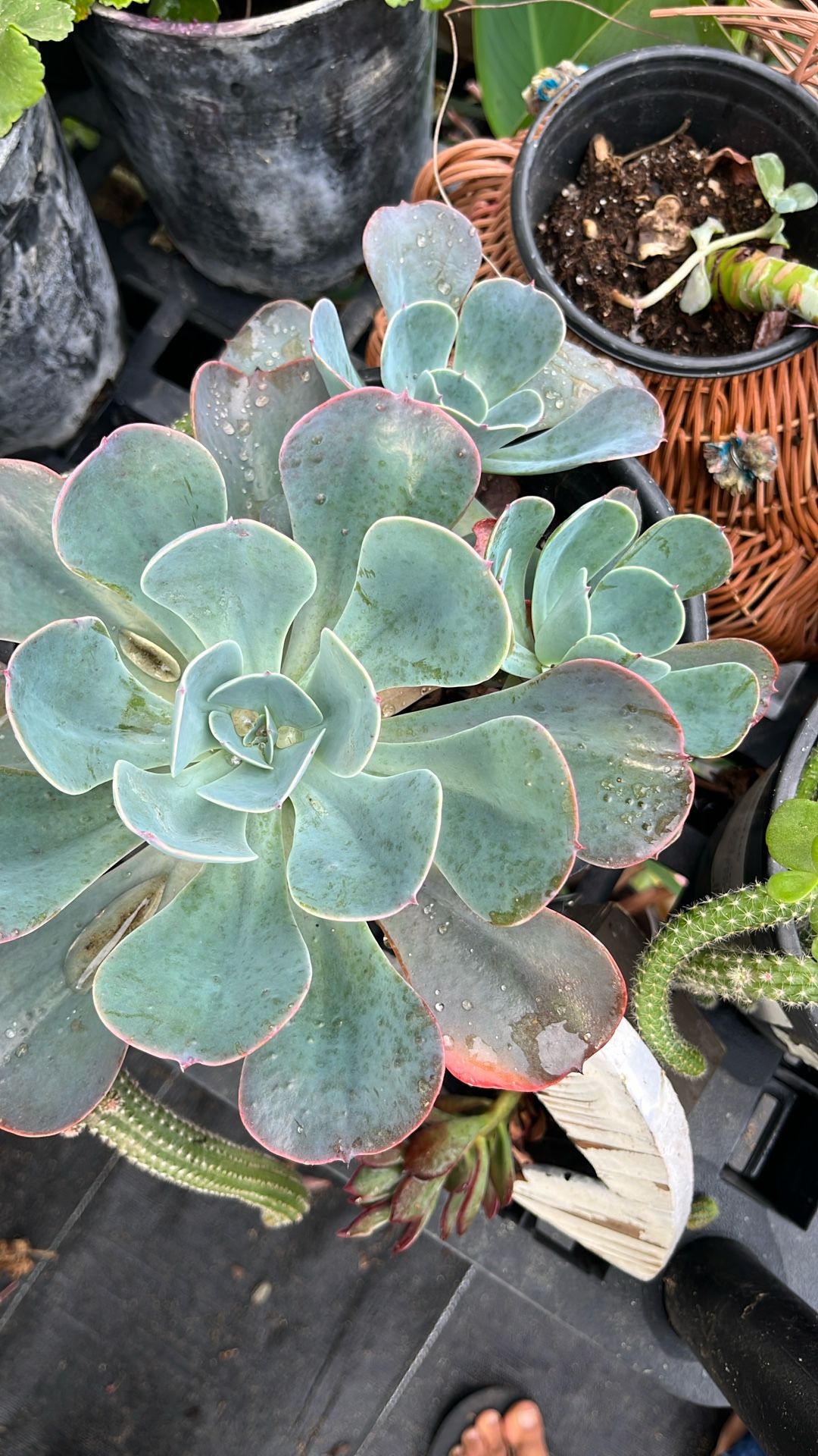 Succulents