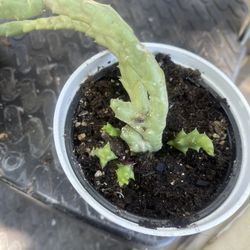 Plant $5only Sirios Piople Text