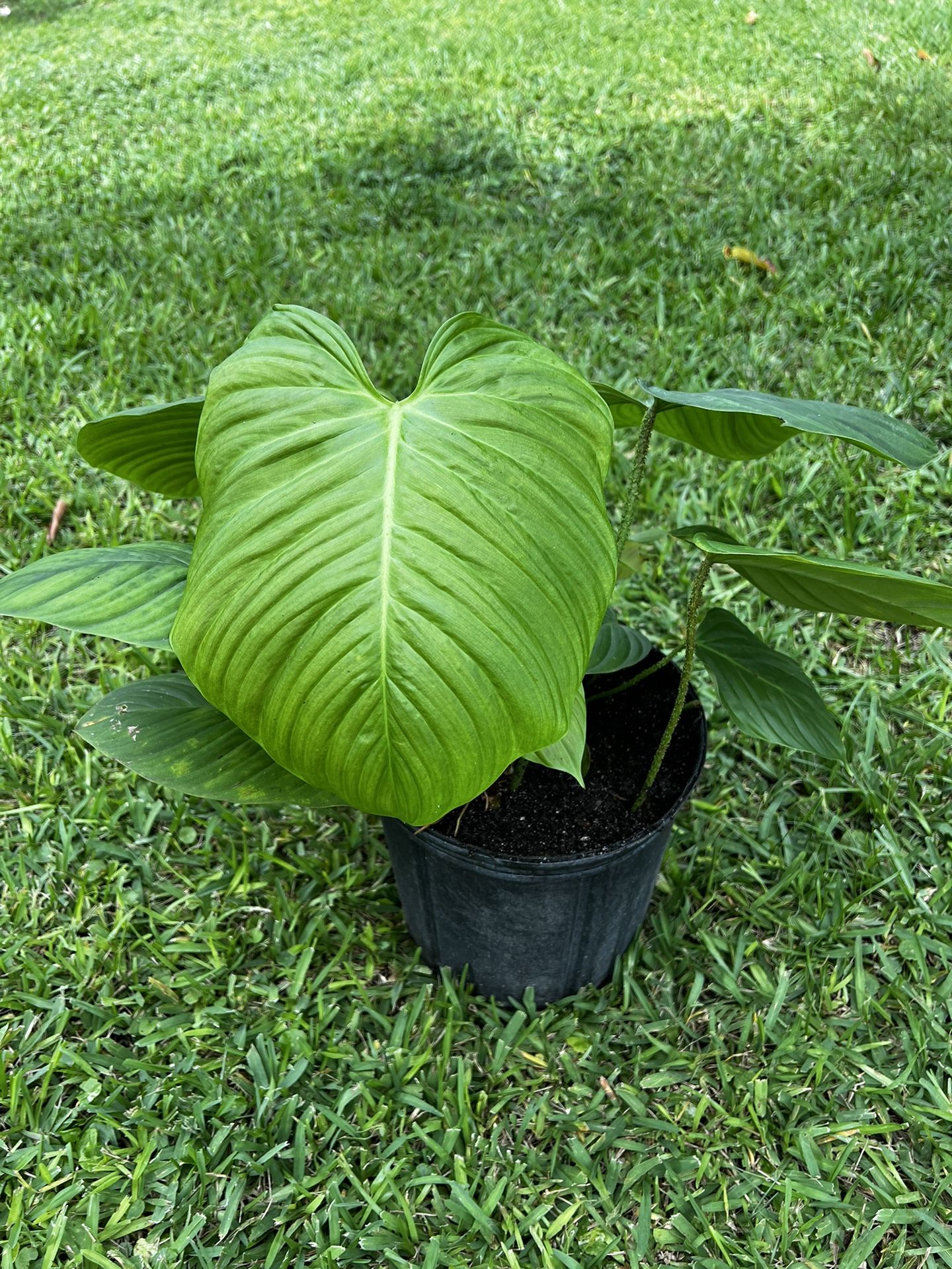 PHILODENDRON FUZZY PETRIOLE (Rare Plant) 6” pot