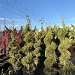 Green Juniper Spiral