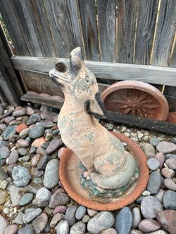 Coyote