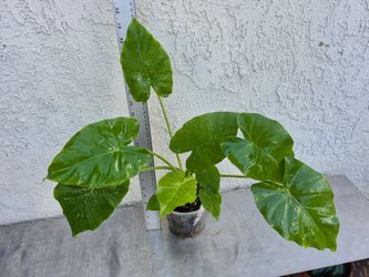 Alocasia Odora Elephant Ear Plant