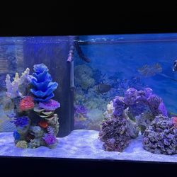 Salt Aquarium 100 Gallons 
