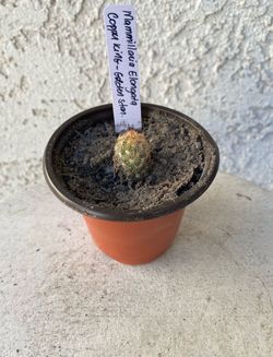 3 Inch Pot Cactus Plant- Mammillaria Elongata - Copper King - Golden Star Cactus - Live Cacti - Rooted & Established - Drought Resistant - 🌵