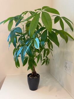 Money Tree