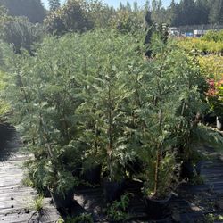 Leyland Cypress Tree