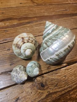 Small Hermit Shell Lot
