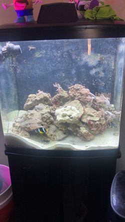 Bio cube 32 g