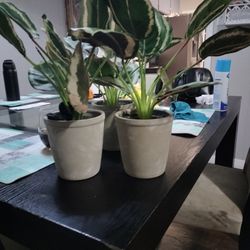 3 Plastic Plants