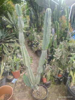 Beautiful Peruvian apple cactus plant