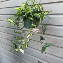 6” Blooming Hoya Princess