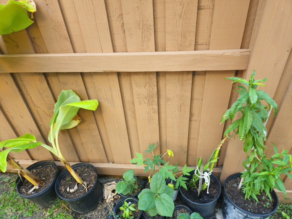 Various potted fruit  plants in different sizes.
