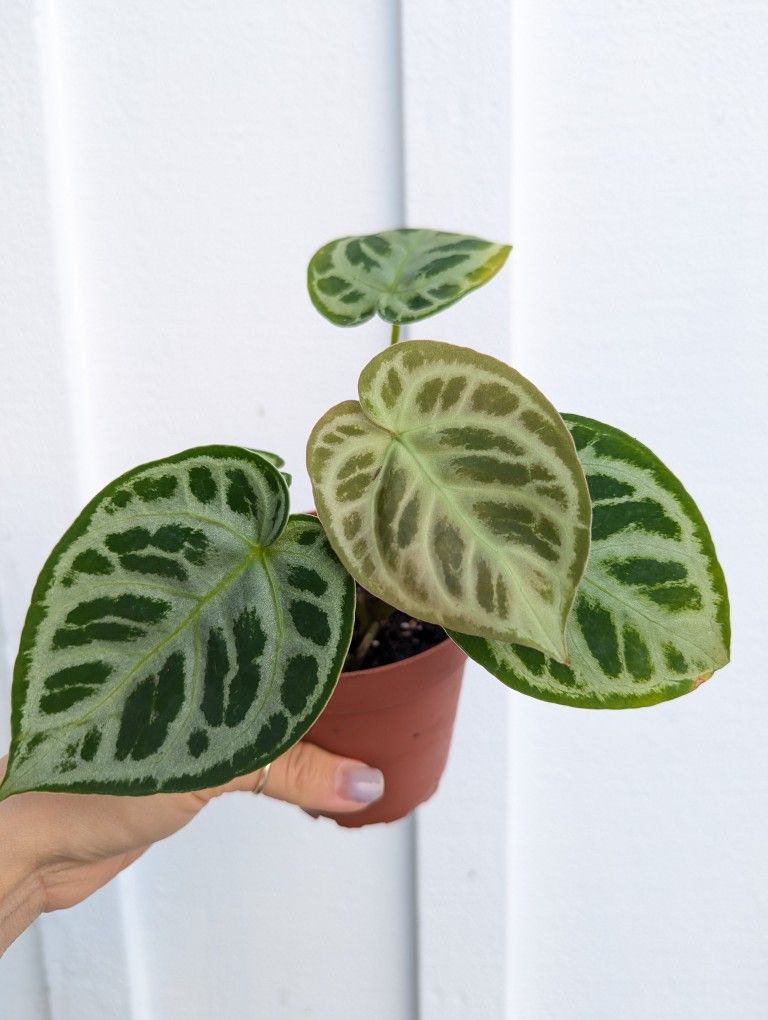 Collector's Plant: Anthurium Dorayaki 4" Pot - Indoor House Plants