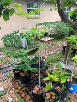 Moringa Trees