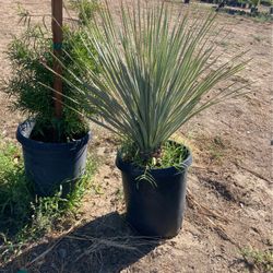 Plants 