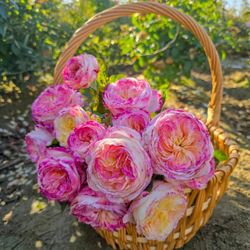 🌹 Living the Dream Rose — 5 Gallon | $90