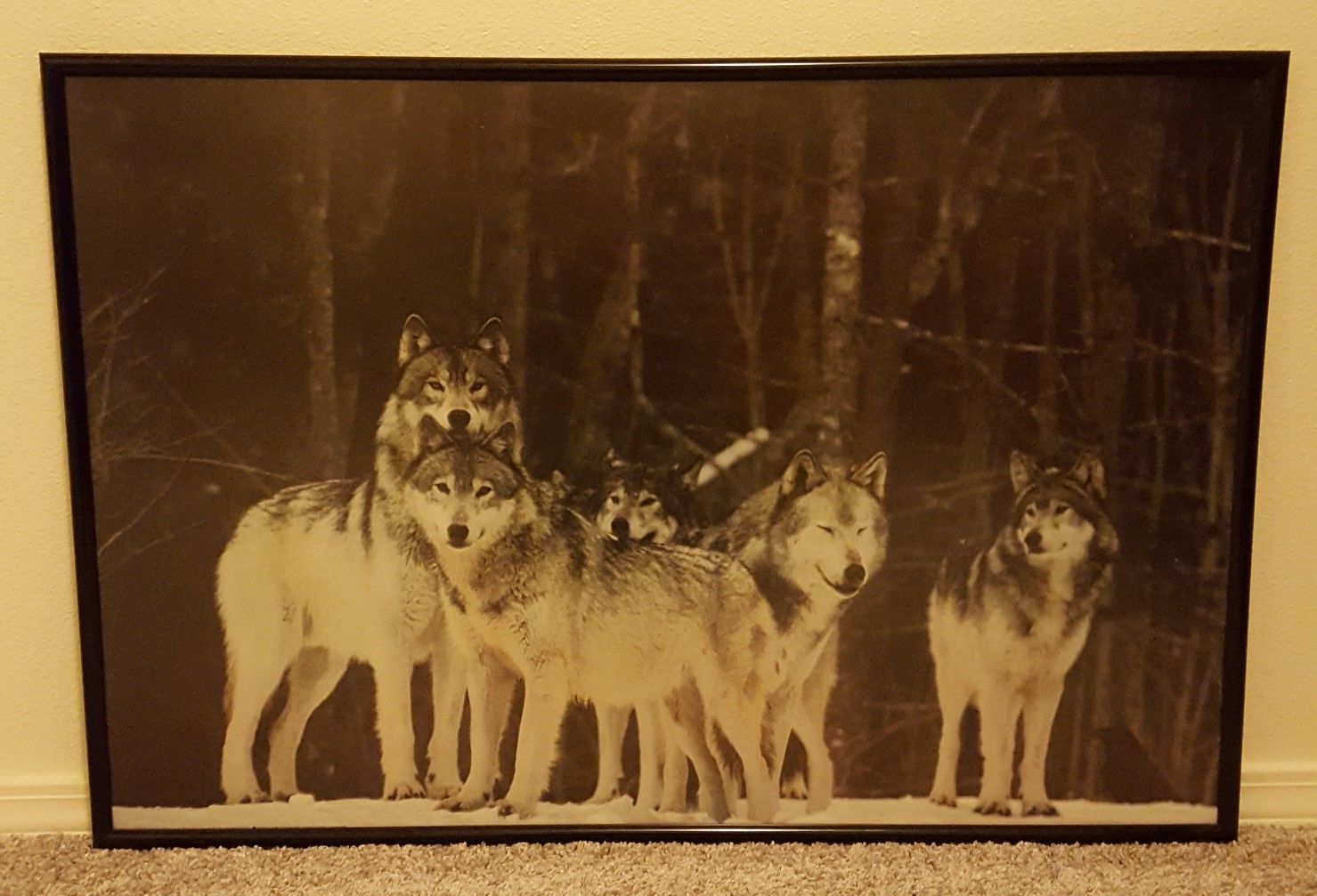 Framed wolf photo