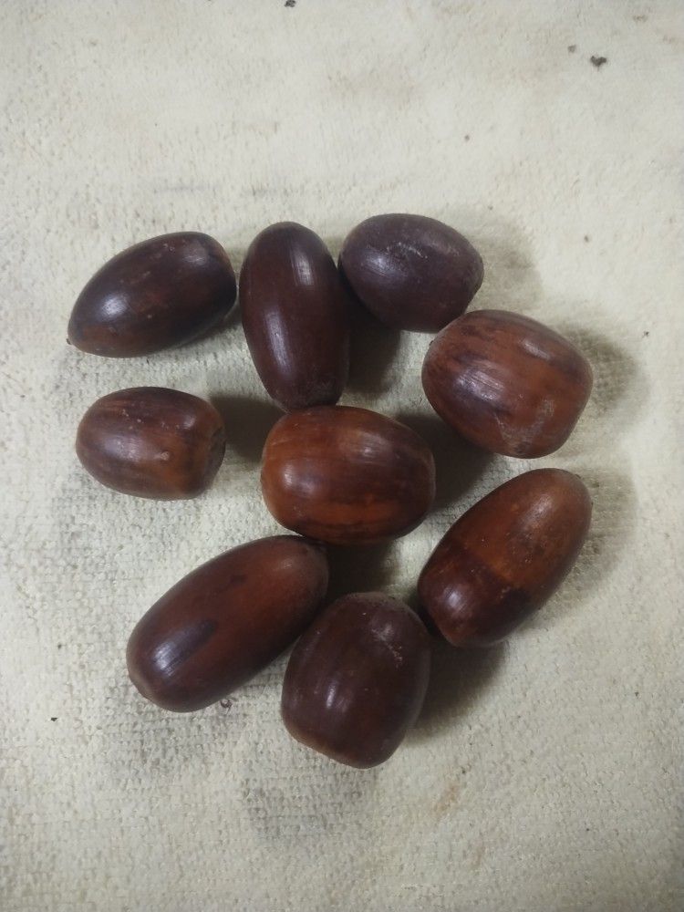 Fresh Acorns