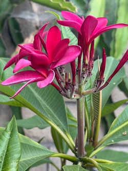 Plumeria