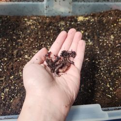 Fishing/gardening worms