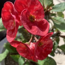 Plantas Diferente Precios