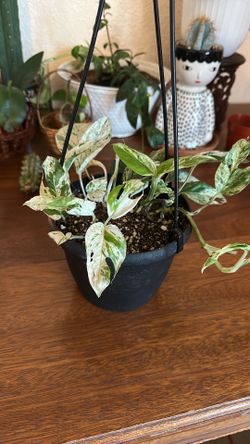 Plant
