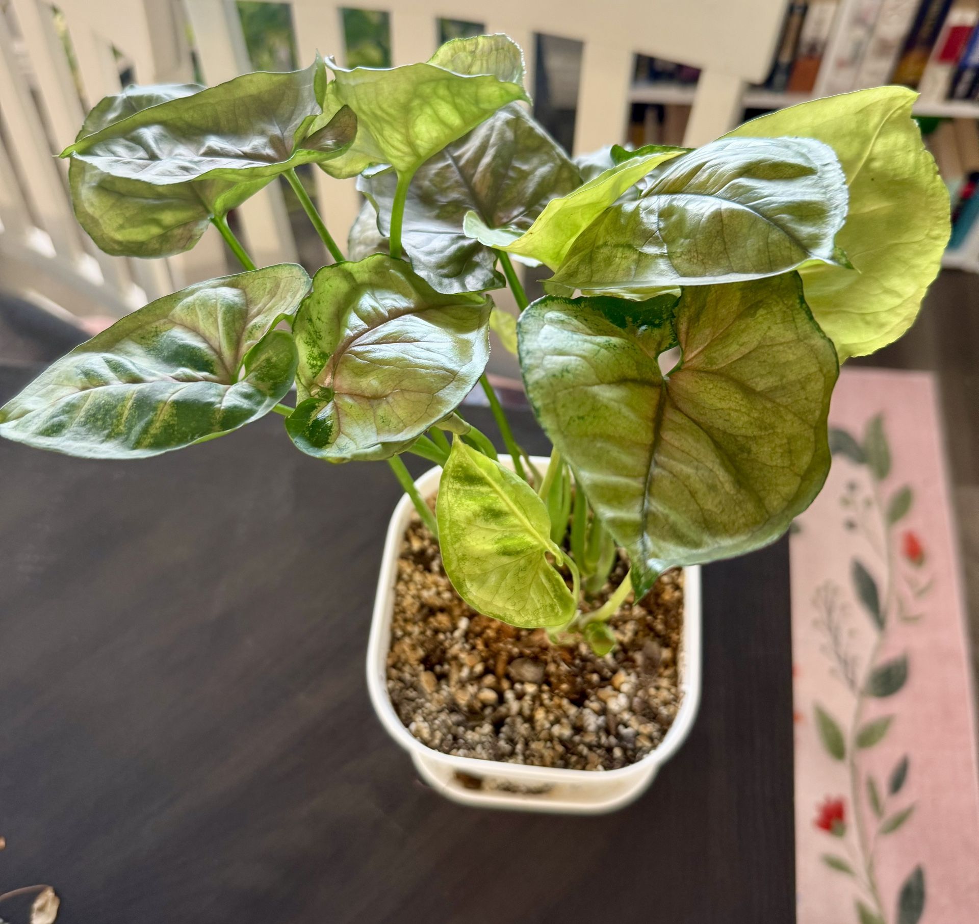 Arrowhead Plant 