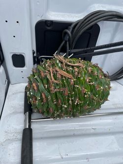 Bunya Bunya tree seeds extremely rare