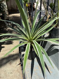 Plant
