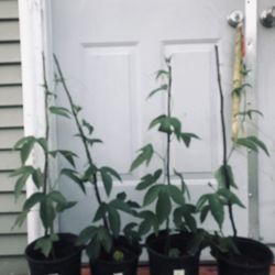Passion Fruit   (please Pick By Pot A.. B. C.D…)