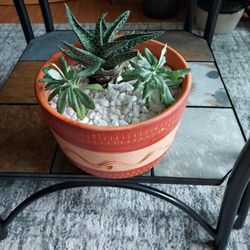 Beautiful Pot With Succulents And Gravel