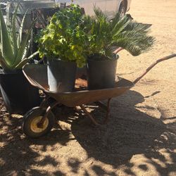 Rustic Wheel Barrow With Plants