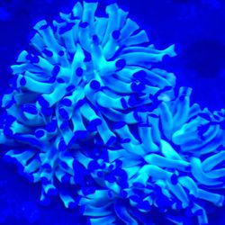Ornamental Corals For Sale In Lake Worth Beach F.L 