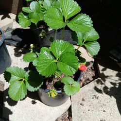 Organic strawberry  plant