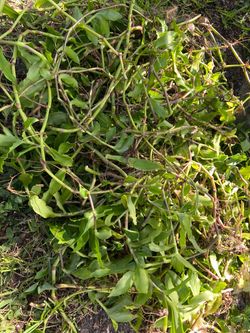 FREE CUTTINGS Of Basket Plant | Callisia Fragrans🔻See Info Below🔻 White Flowers