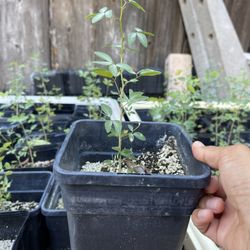 Small Guamuchiles Tree